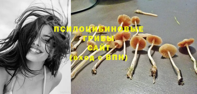 наркотики  Зуевка  MEGA зеркало  Псилоцибиновые грибы Psilocybe 